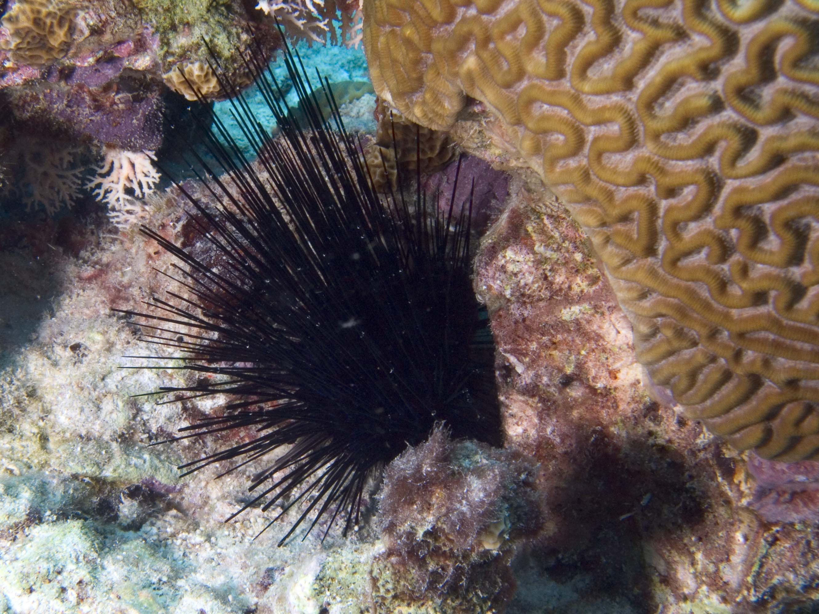 gal/Bonaire 2006/UrchinCropped5x3.jpg